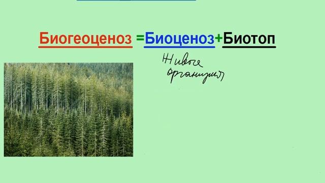 Биоценоз, биогеоценоз, биотоп. ЕГЭ смотреть онлайн