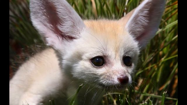 милые и красивые животные