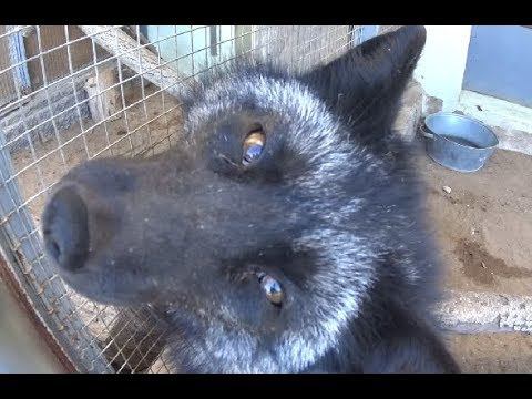 Серебристо-Чёрная Лиса в Зоопарке Гродно 2018 смотреть онлайн
