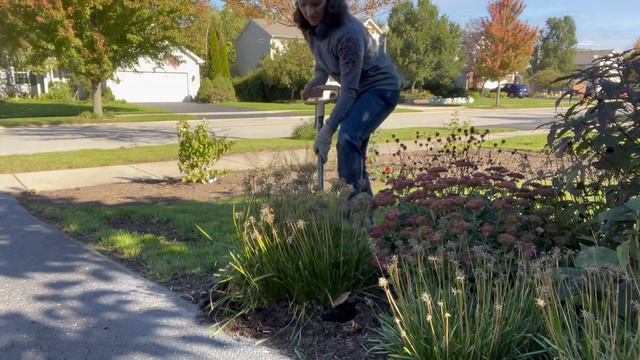 Dividing Allium Bulbs: An Easy How-To Guide