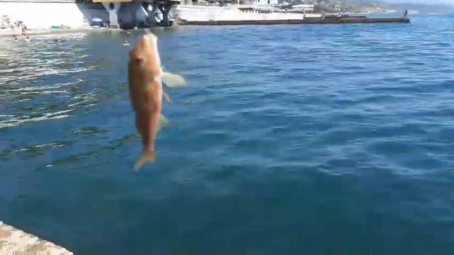 Барабулька Морская?? #супер #2023 #жизнь❤️? #море #рыба #рыбалка #отдых #лето 6 июля 2023 г.???