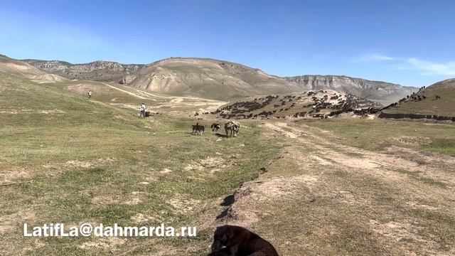Гиссарские овцы и аборигенные САО Таджикистана на перегоне. Апрель 2023 смотреть онлайн