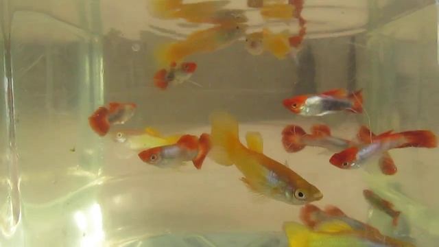 Tuxedo Koi Guppy Size Comparison смотреть онлайн