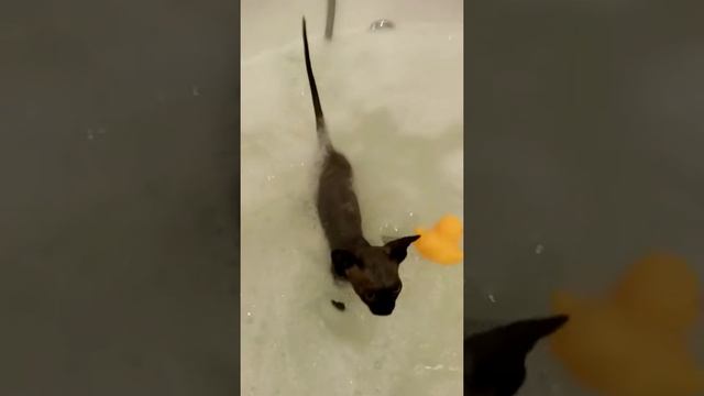 Первое купание сфинкса Дульсинеи. смотреть онлайн