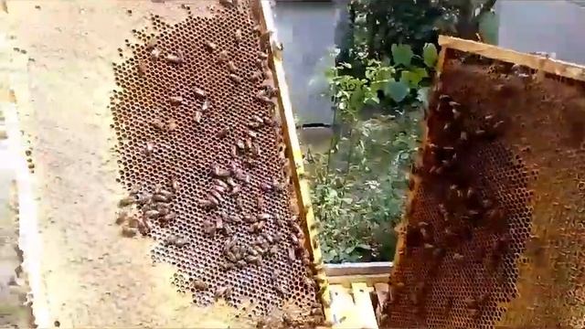 #Пчеловодствов6тирамочныхульях# Состояние семей на середину июля. Отбор мёда с подсолнуха смотреть онлайн