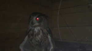 Глаза филина ночью