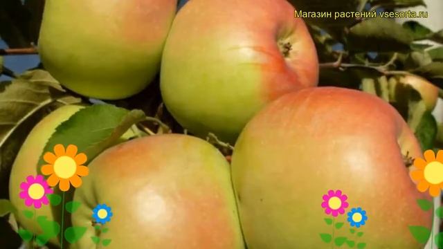 Яблоня домашняя Синап орловский. Краткий обзор, описание Malus Domestica Sinap Orlovskii