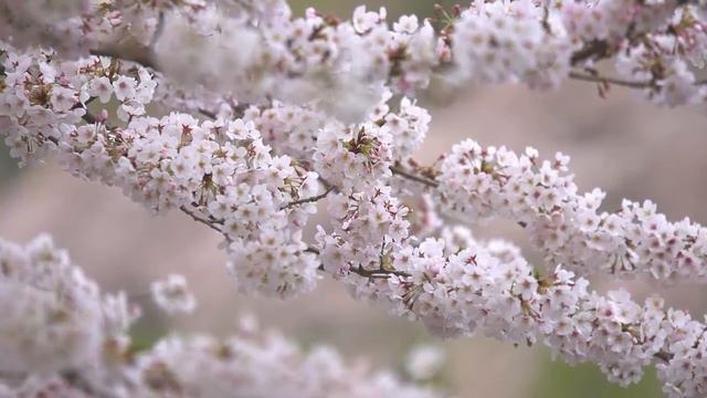 Футаж цветущая вишня смотреть онлайн