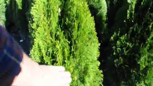 Video about Caring and Feeding Arborvitae смотреть онлайн