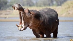 МЕДВЕДЬ ПРОТИВ БЕГЕМОТА. ИНТЕРЕСНАЯ СХВАТКА. КТО ПОБЕДИТ?