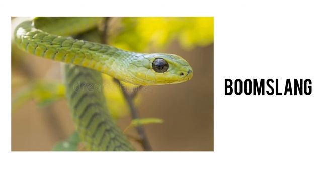 #WithMe Information About Boomslang | Boomslang - The Tree Snake смотреть онлайн