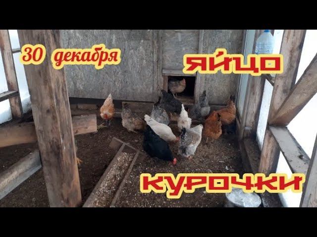"золотые" курочки... смотреть онлайн