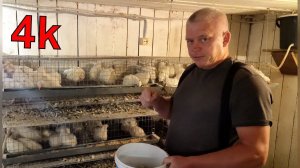 Советы по содержанию перепелов в домашних условиях