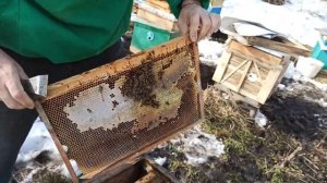 Пчелы опоносились что делать. Первые осмотры пчел весной