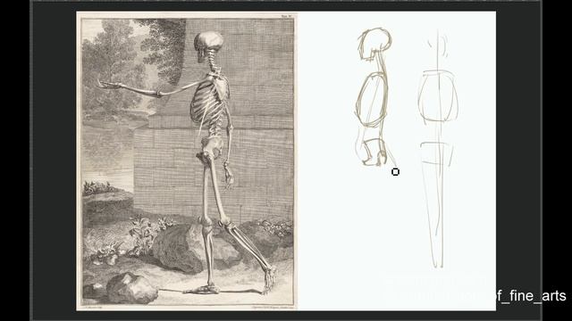 Анатомия и рисунок. Скелет смотреть онлайн