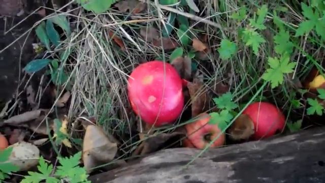 Много бесплатных яблок в ничейном саду смотреть онлайн