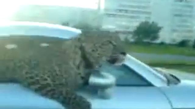 А это Рублёвка, здесь из машин выглядывают не собаки, а леопарды смотреть онлайн
