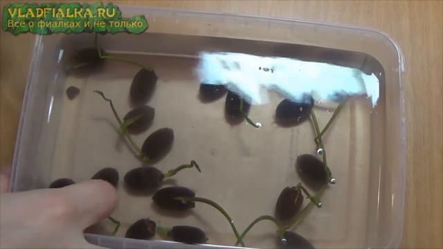 Как вырастить лотос из семян - 2