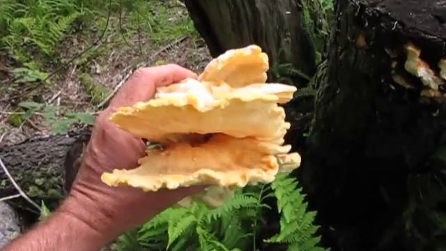 Sulpher Polypore "Laetiporus sulphureus" Foraging for Wild Mushrooms in Maine! 2013 смотреть онлайн