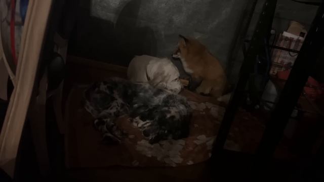 Алиса - лиса. Сонное трио смотреть онлайн