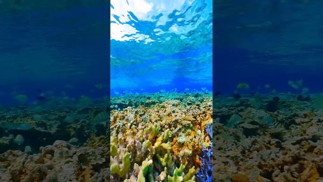 Подводная красота