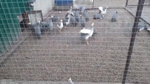 Сколько можно заработать на цесарках