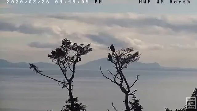 White Rock eagles BC 02 26 20 330pm Ma & Pa in old nest tree seen watching over the area смотреть онлайн