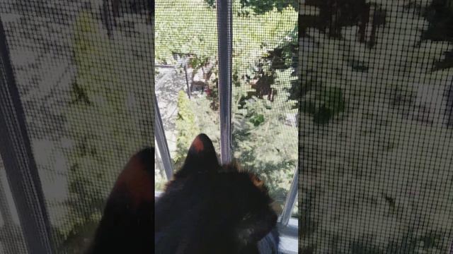 Красотка Нюша в Геленджике 😺