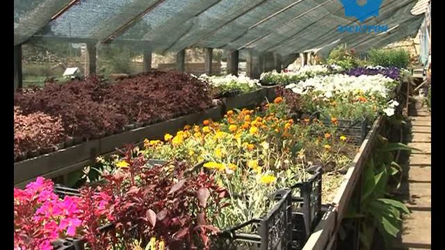 специалисты горзеленстроя приступят к озеленению улиц 9.07.2013г. смотреть онлайн