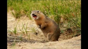 ЛУГОВАЯ СОБАЧКА часть  7