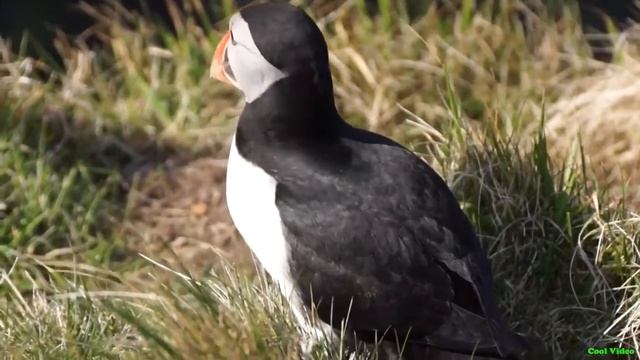 Ту́пики птицы (Puffin) смотреть онлайн