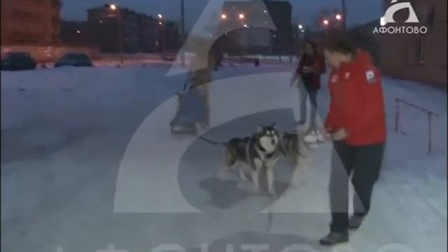 Ездовой спорт смотреть онлайн