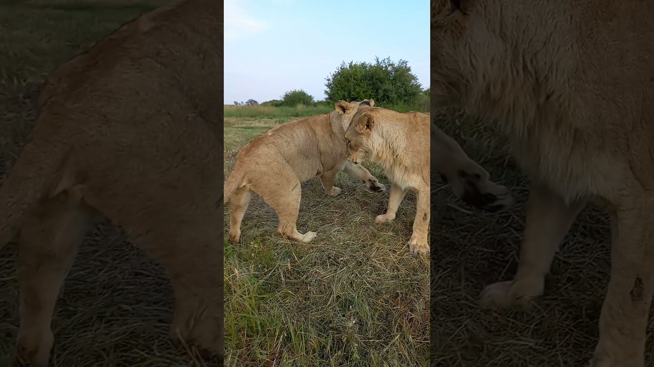 Boxing lions. Бокс для львов смотреть онлайн