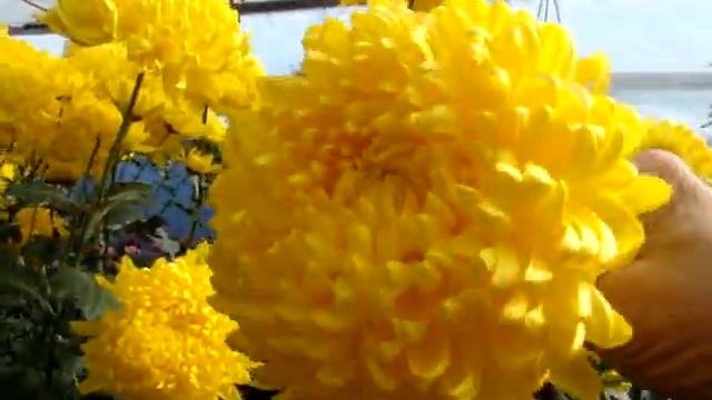 хризантемы 09 ноября 2019 г смотреть онлайн