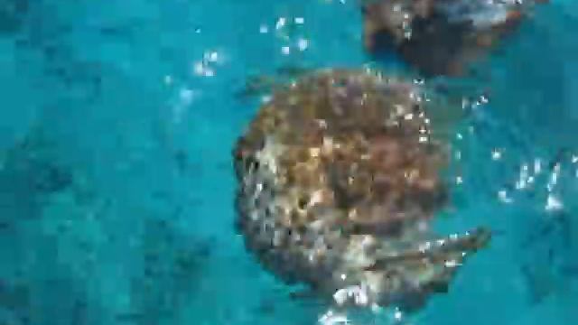 чудо юдо....Рыба!!! смотреть онлайн