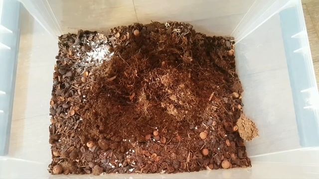 НАКОСЯЧИЛА с посадкой ОРХИДЕЙ - исправляю теперь... смотреть онлайн