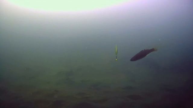 Интересные кадры с зимней рыбалки. Ловля ротана на блесну. Первый лед смотреть онлайн