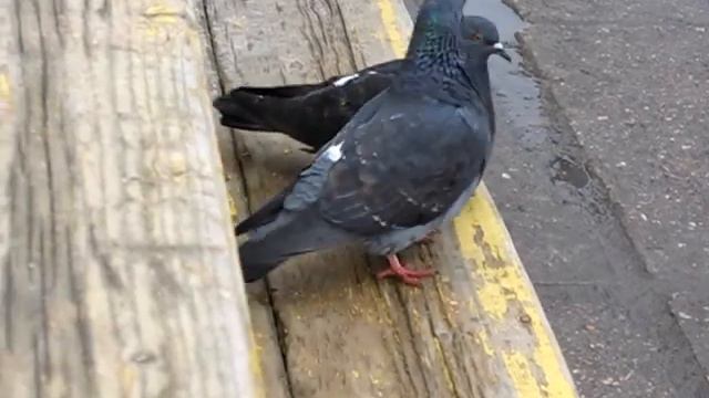 2010 Рыбинск Апрель Набережная механа Голубки целуются смотреть онлайн