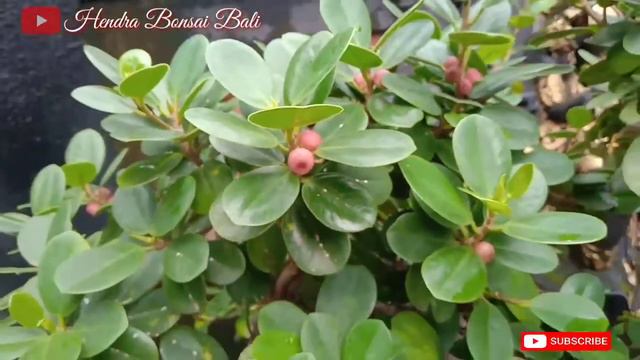 MENGENAL BUAH BERINGIN DOLAR ‼️ MIRIP BUAH APEL FUJI VERSI MINI???🤔 смотреть онлайн
