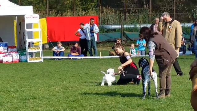 Luz de VOIVODINA- 3 best puppy in show смотреть онлайн