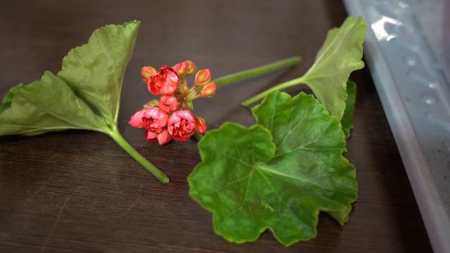 Черенкуем пеларгонию. Вкусный гибрид земляники из семян смотреть онлайн