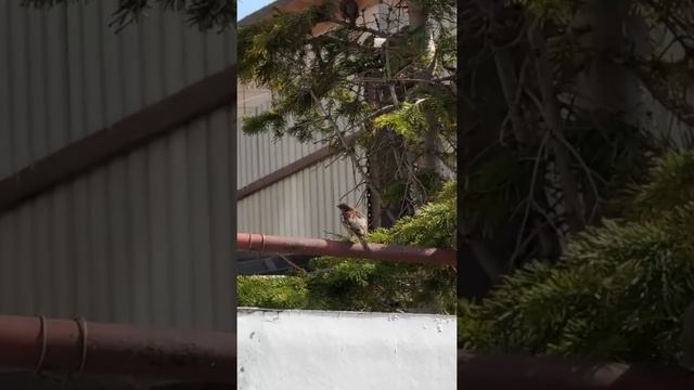 Горох будет выше забора! Сею таким способом не первый год! смотреть онлайн