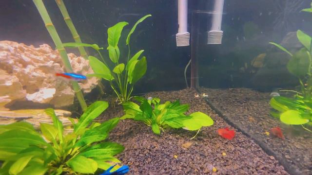 #сша Room tour! Обзор дома! Сами сделали ремонт: ооочень элегантно, уютно, красиво! смотреть онлайн