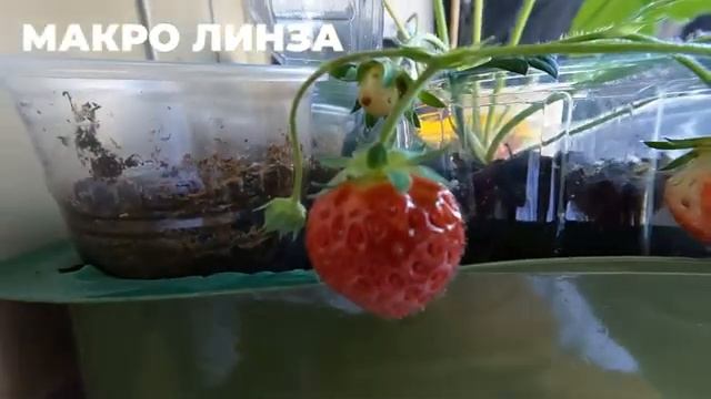 Go Pro Hero 9 Black: Как брать наилучшие кадры: макро или обычная линза? смотреть онлайн