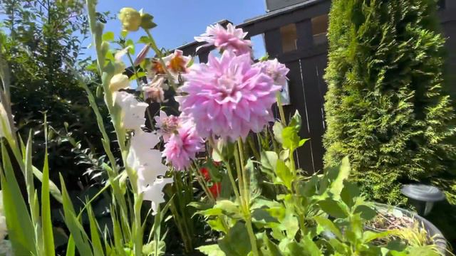 Beautiful dahlia flowers 🌸 and white gladiolus ! смотреть онлайн