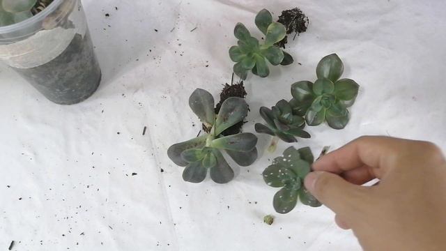 como recuperar suculentas etioladas salvar donsuculento смотреть онлайн