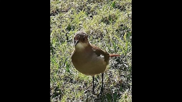 Tango para Farnesio by fabian, Rouen смотреть онлайн