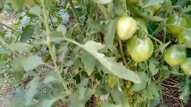 Отличные сорта томатов. Посеем Пожуем смотреть онлайн