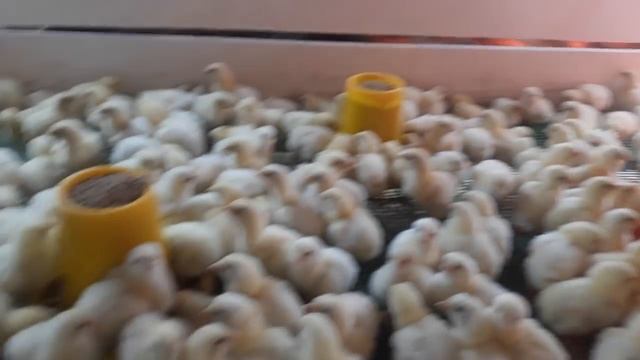 Бройлер КОББ 500 Чехия, спустя 2 дня! Broilers In 2 Days