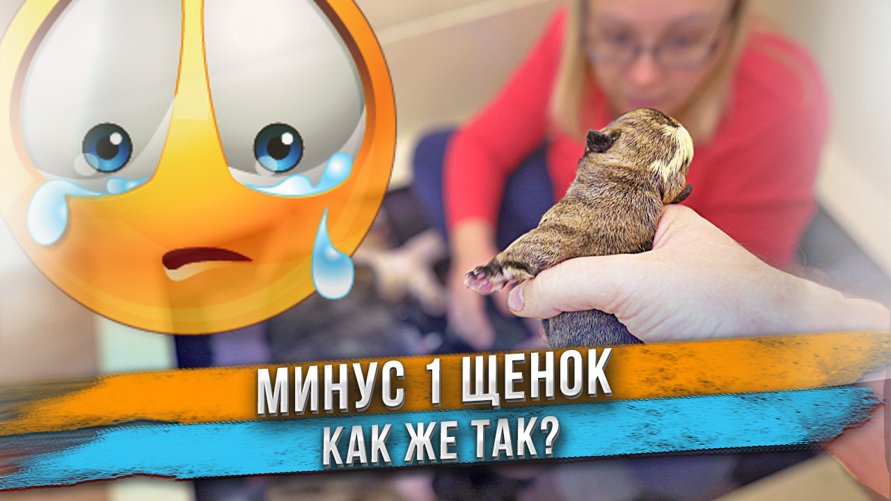 Щенок умер ? Не все щенки пережили первую ночь... ? смотреть онлайн